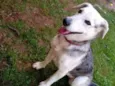 Nala