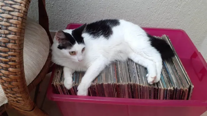 Gato ra a SRD-ViraLata idade 4 anos nome Chantily e Amora