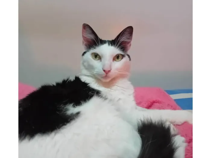 Gato ra a SRD-ViraLata idade 4 anos nome Chantily e Amora