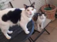 Chantily e Amora