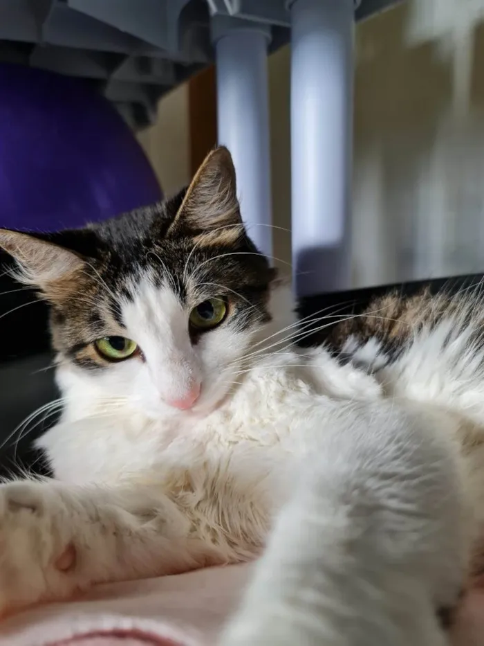 Gato ra a SRD-ViraLata idade 4 anos nome Chantily e Amora