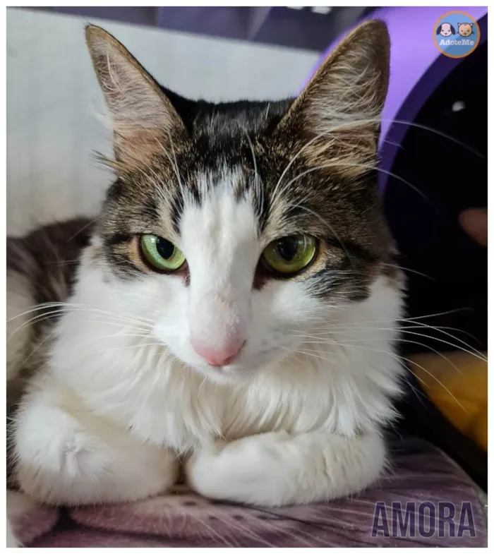 Gato ra a SRD-ViraLata idade 4 anos nome Chantily e Amora