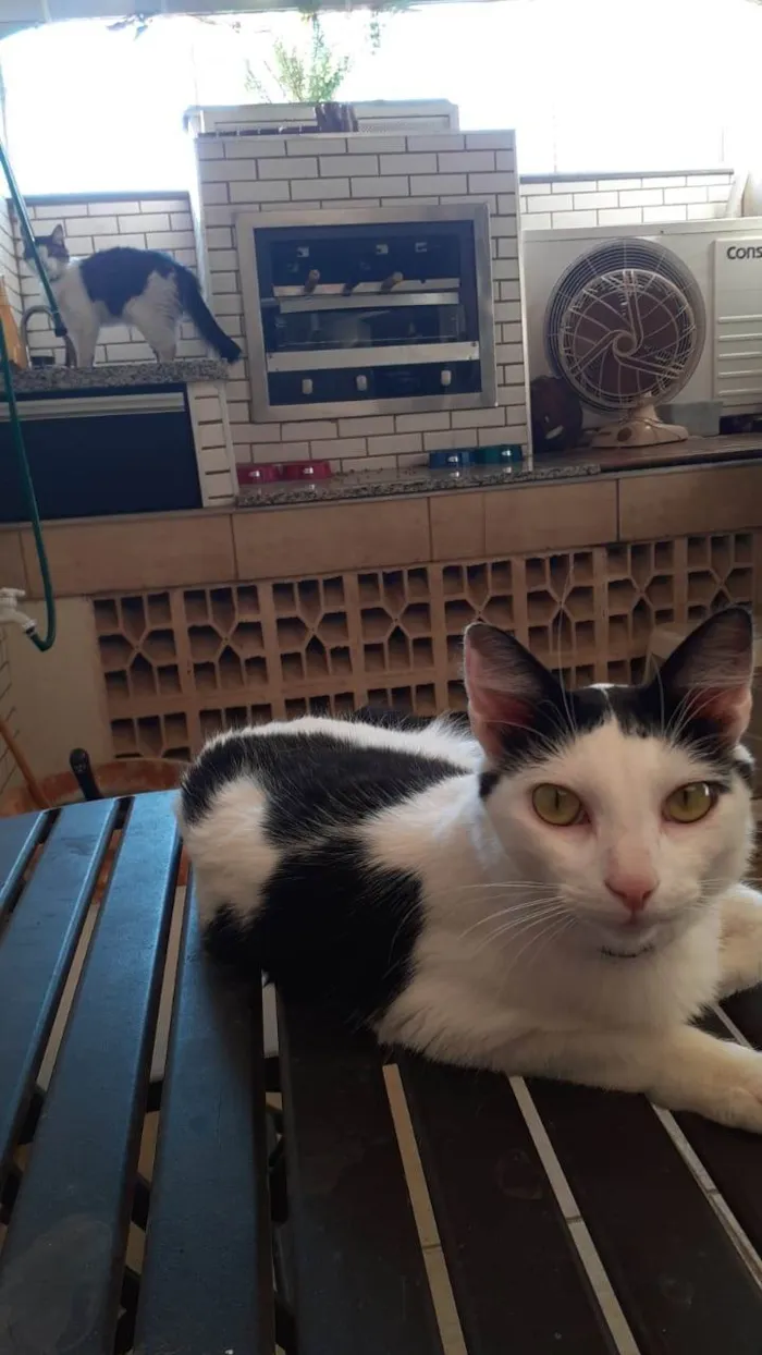 Gato ra a SRD-ViraLata idade 4 anos nome Chantily e Amora