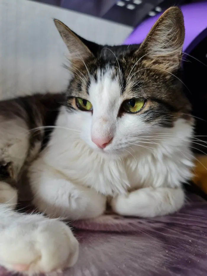 Gato ra a SRD-ViraLata idade 4 anos nome Chantily e Amora