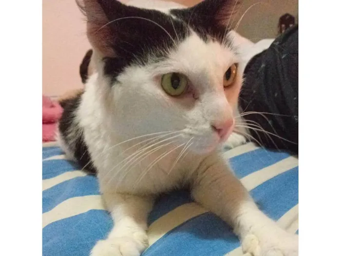 Gato ra a SRD-ViraLata idade 4 anos nome Chantily e Amora