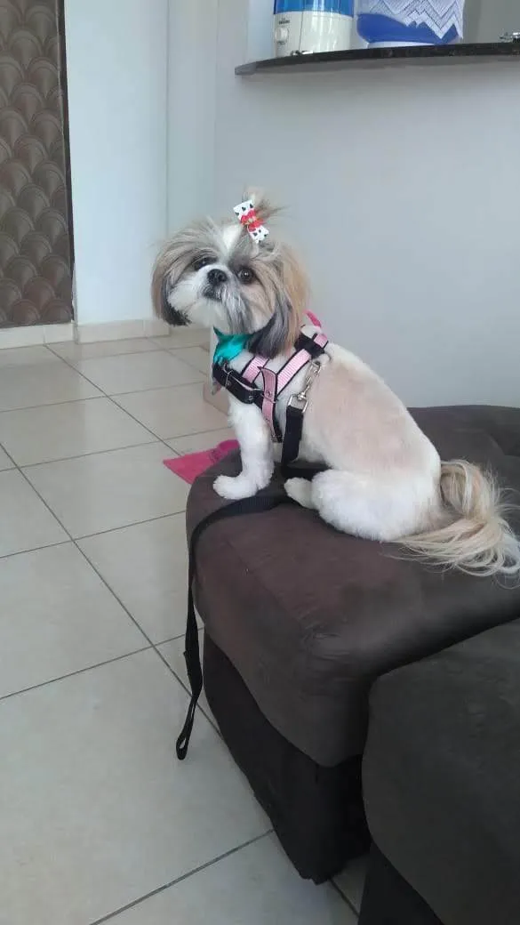 Cachorro ra a Shitzu idade 6 ou mais anos nome Meg 