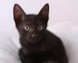 Orfeu