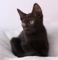 Orfeu