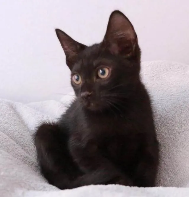 Gato ra a Srd idade 2 a 6 meses nome Orfeu