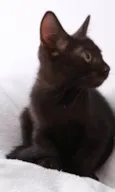 Orfeu