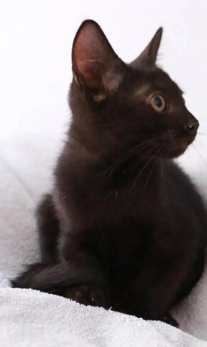 Gato ra a Srd idade 2 a 6 meses nome Orfeu