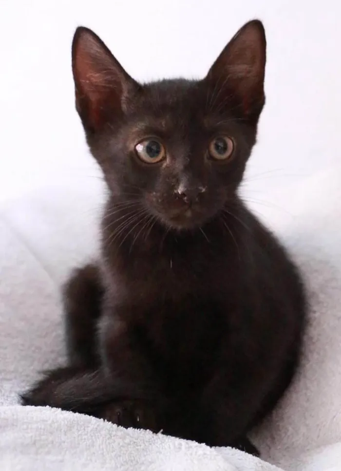Gato ra a Srd idade 2 a 6 meses nome Orfeu