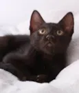 Orfeu