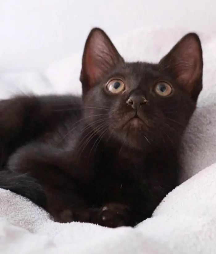 Gato ra a Srd idade 2 a 6 meses nome Orfeu