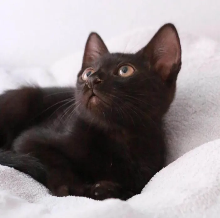 Gato ra a Srd idade 2 a 6 meses nome Orfeu