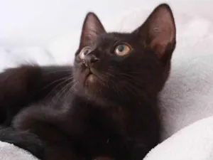 Gato raça Srd idade 2 a 6 meses nome Orfeu