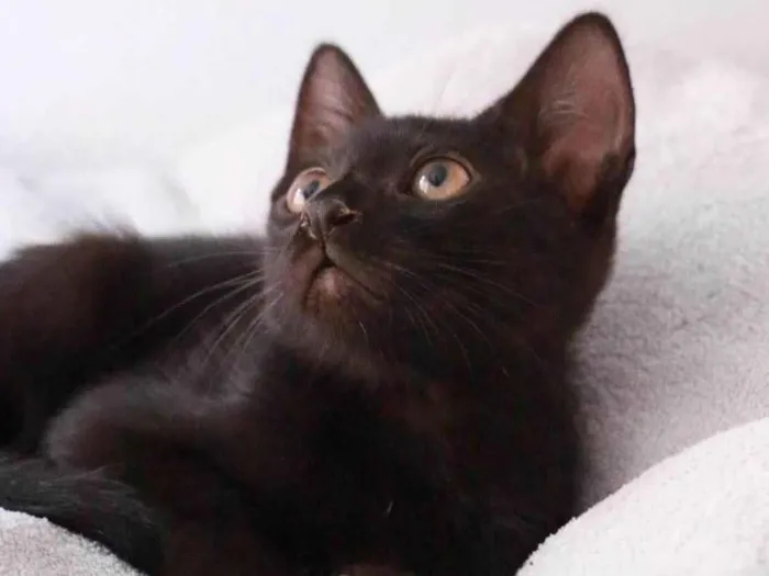 Gato ra a Srd idade 2 a 6 meses nome Orfeu