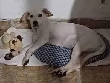 Cachorro raça SRD idade 7 a 11 meses nome Madruguinha