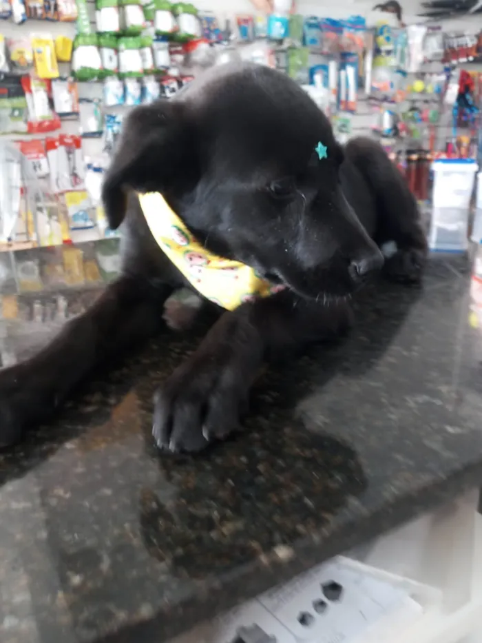 Cachorro ra a Mestiço de Labrador idade 7 a 11 meses nome Potter