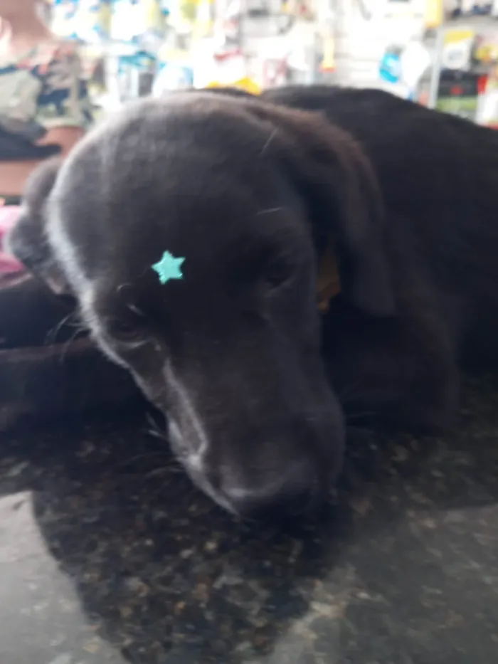 Cachorro ra a Mestiço de Labrador idade 7 a 11 meses nome Potter