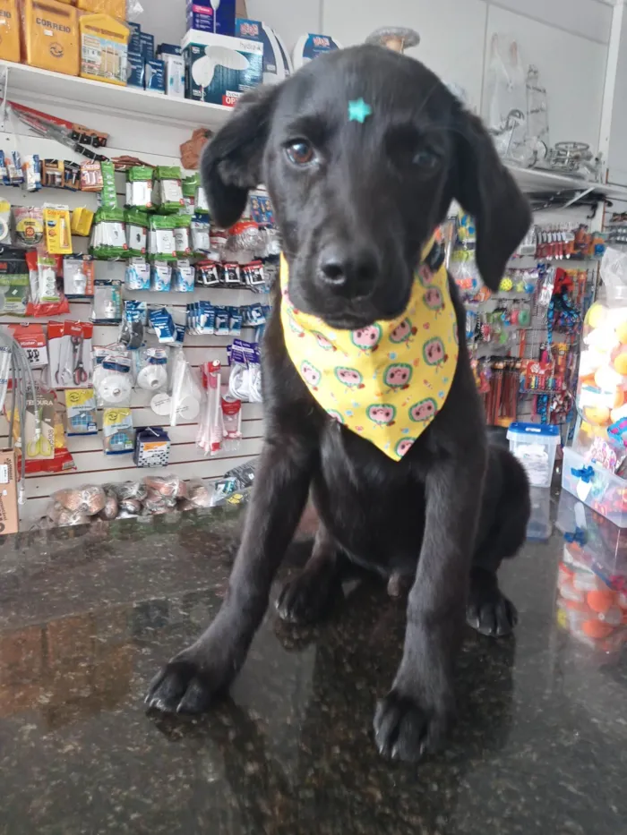 Cachorro ra a Mestiço de Labrador idade 7 a 11 meses nome Potter