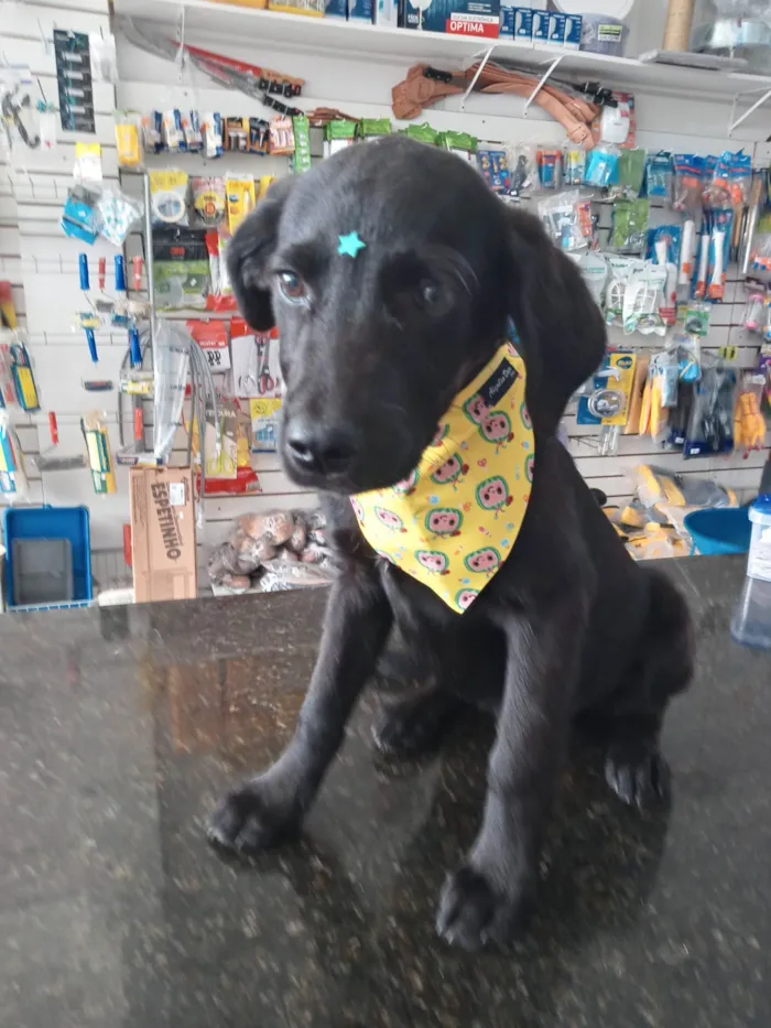 Cachorro ra a Mestiço de Labrador idade 7 a 11 meses nome Potter