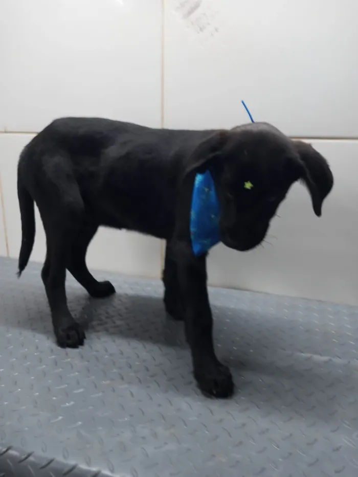 Cachorro ra a Mestiço de Labrador idade 7 a 11 meses nome Potter