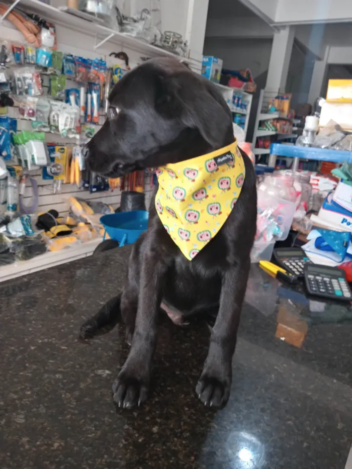 Cachorro ra a Mestiço de Labrador idade 7 a 11 meses nome Potter