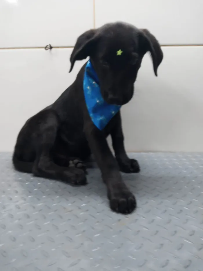 Cachorro ra a Mestiço de Labrador idade 7 a 11 meses nome Potter