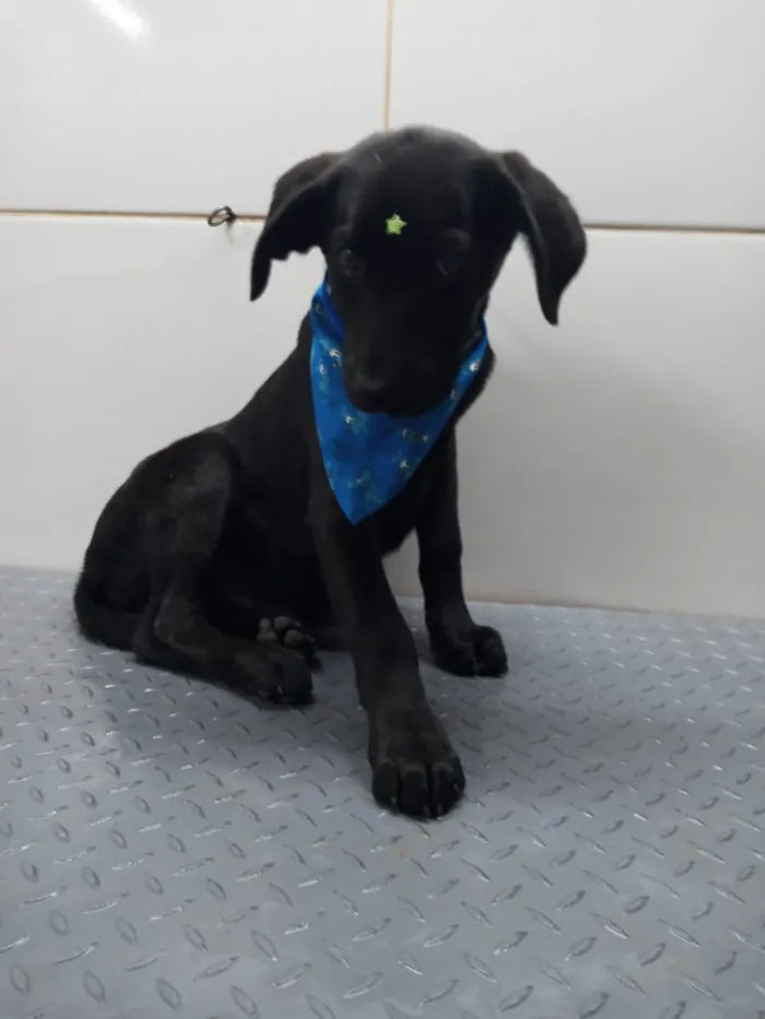 Cachorro ra a Mestiço de Labrador idade 7 a 11 meses nome Potter
