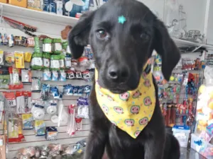 Cachorro raça Mestiço de Labrador idade 7 a 11 meses nome Potter