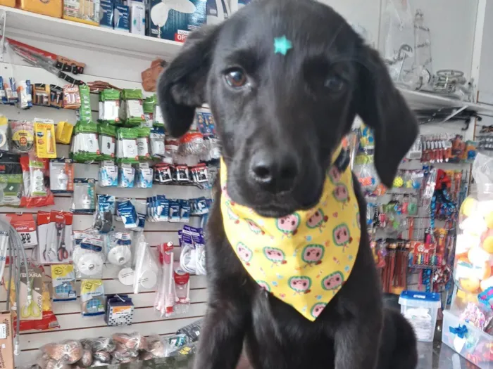 Cachorro ra a Mestiço de Labrador idade 7 a 11 meses nome Potter