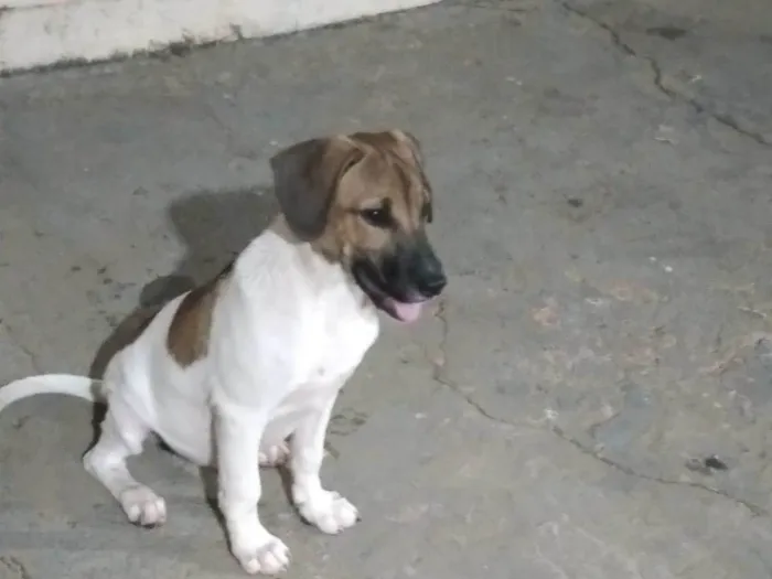 Cachorro ra a SRD-ViraLata idade 2 a 6 meses nome Major 