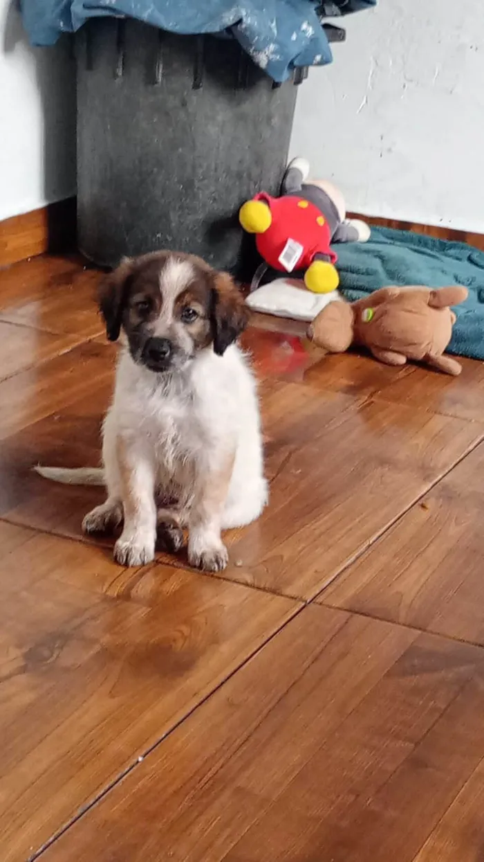 Cachorro ra a SRD-ViraLata idade 2 a 6 meses nome Billy
