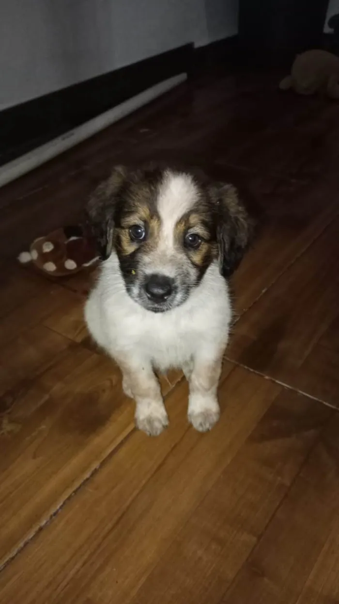 Cachorro ra a SRD-ViraLata idade 2 a 6 meses nome Billy
