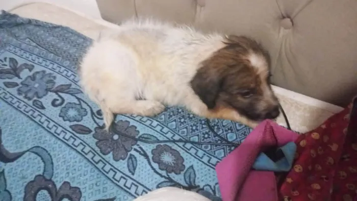 Cachorro ra a SRD-ViraLata idade 2 a 6 meses nome Billy