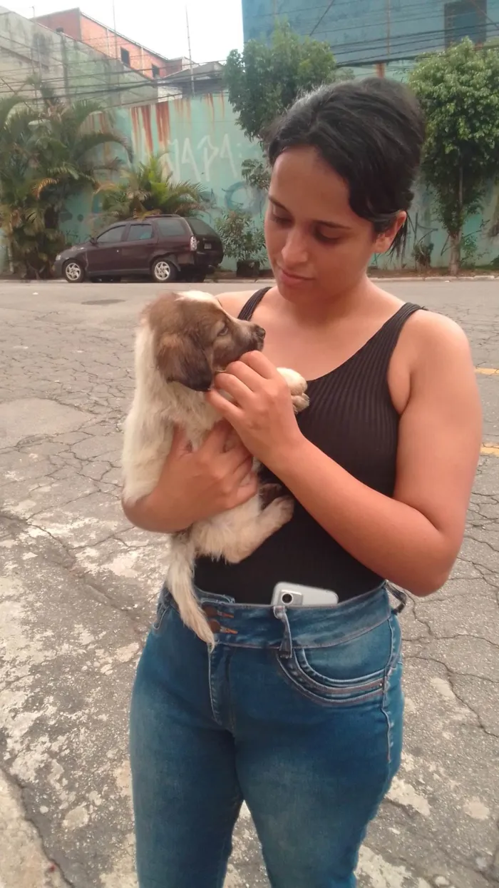 Cachorro ra a SRD-ViraLata idade 2 a 6 meses nome Billy