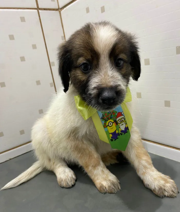 Cachorro ra a SRD-ViraLata idade 2 a 6 meses nome Billy