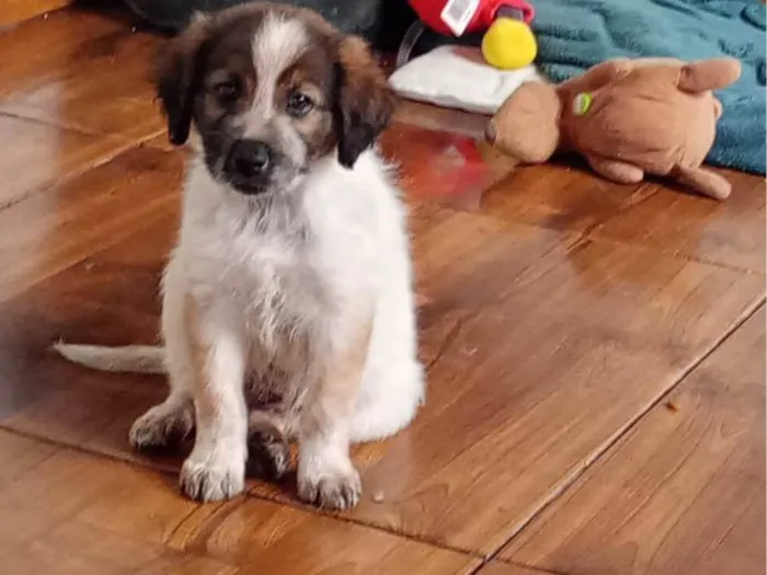 Cachorro ra a SRD-ViraLata idade 2 a 6 meses nome Billy