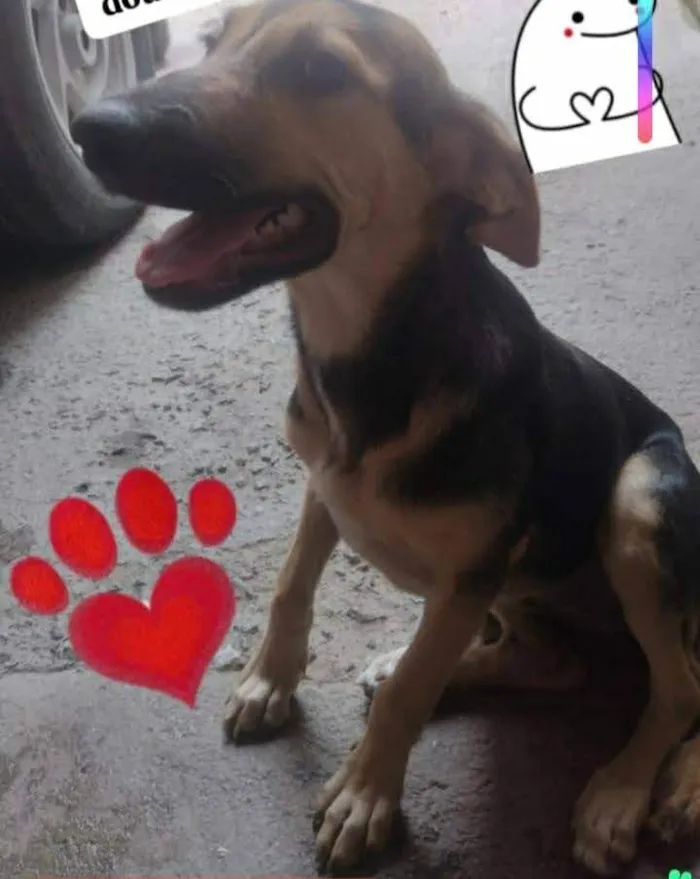Cachorro ra a SRD-ViraLata idade 2 a 6 meses nome Felicia