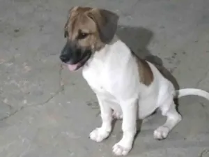 Cachorro raça SRD-ViraLata idade 2 a 6 meses nome Major 