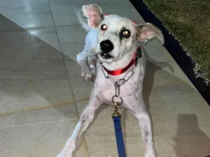 Cachorro raça SRD-ViraLata idade 2 anos nome Pérola 