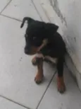 Família AA