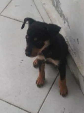 Cachorro ra a SRD-ViraLata idade 2 a 6 meses nome Família AA