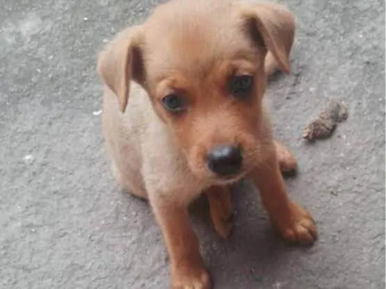 Cachorro ra a SRD-ViraLata idade 2 a 6 meses nome Família AA