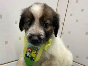 Cachorro raça SRD-ViraLata idade 2 a 6 meses nome Billy