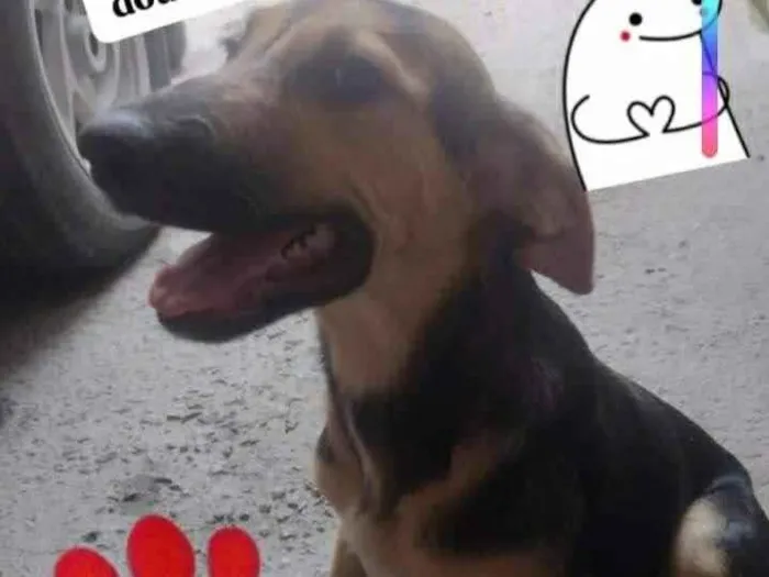 Cachorro ra a SRD-ViraLata idade 2 a 6 meses nome Felicia