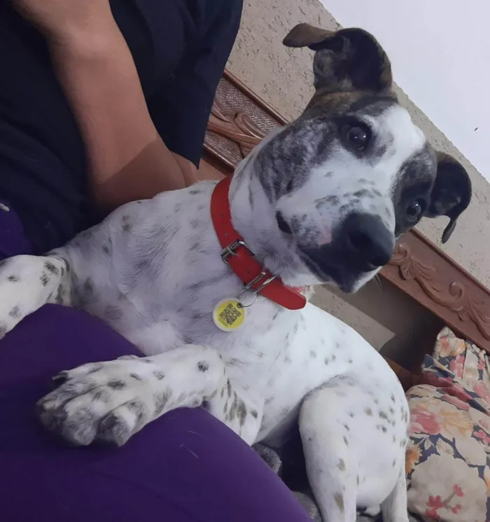 Cachorro ra a SRD-ViraLata idade 2 anos nome Floquinho 