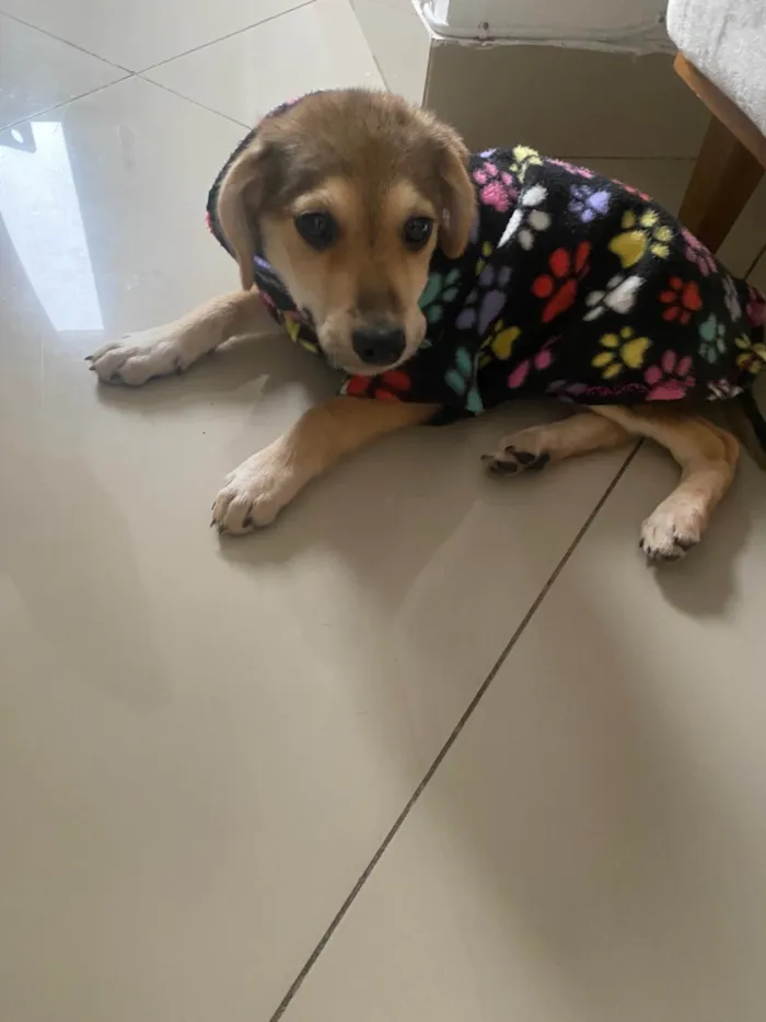 Cachorro ra a SRD-ViraLata idade 2 a 6 meses nome Lucky