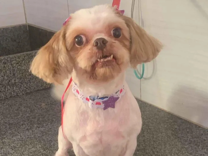 Cachorro ra a Shitzu idade 6 ou mais anos nome Chiara